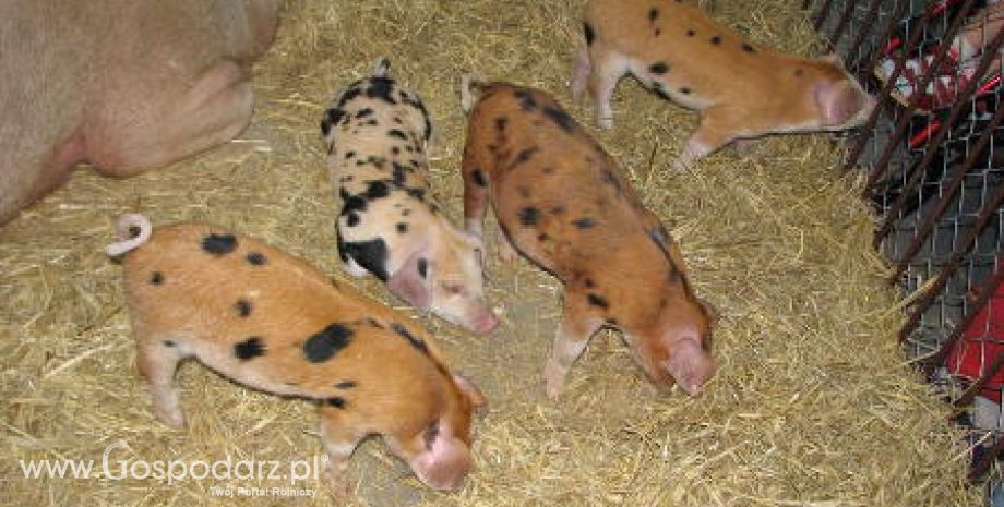 Polska szykuje się na afrykański pomór świń