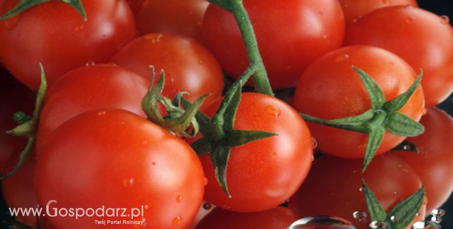 Turcja – Rynek przetworzonych pomidorów
