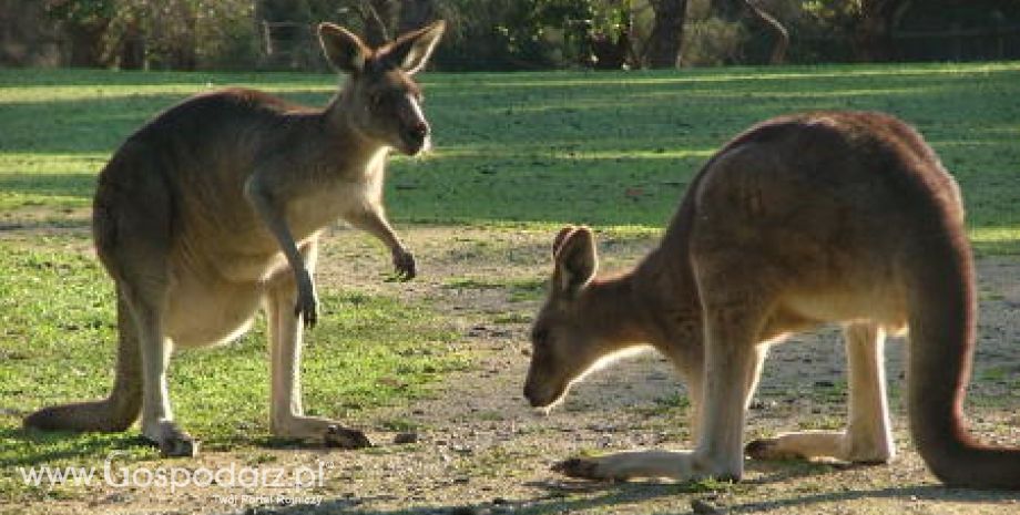 Australia – Handlarze mają nadzieje na zainteresowanie Chin mięsem kangura