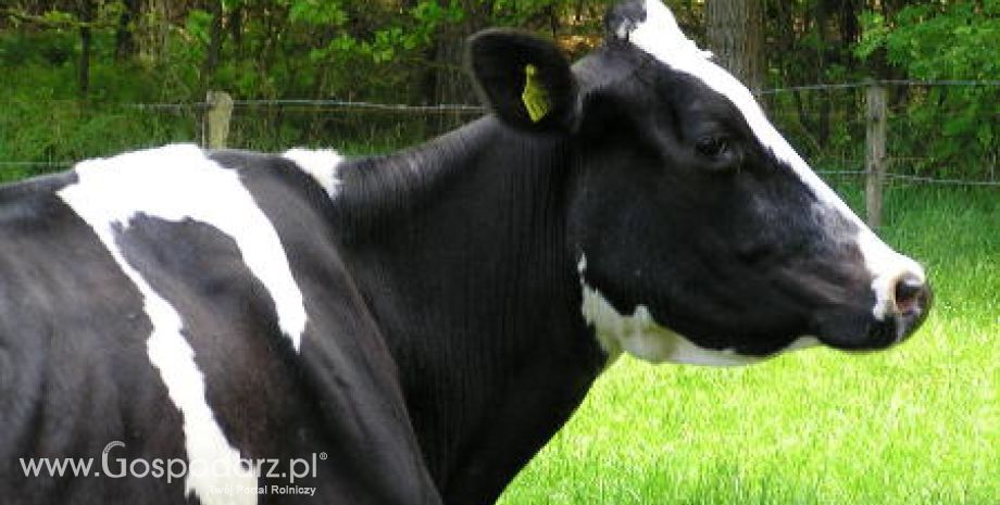 Nowa Zelandia – Większy eksport wołowiny do UE