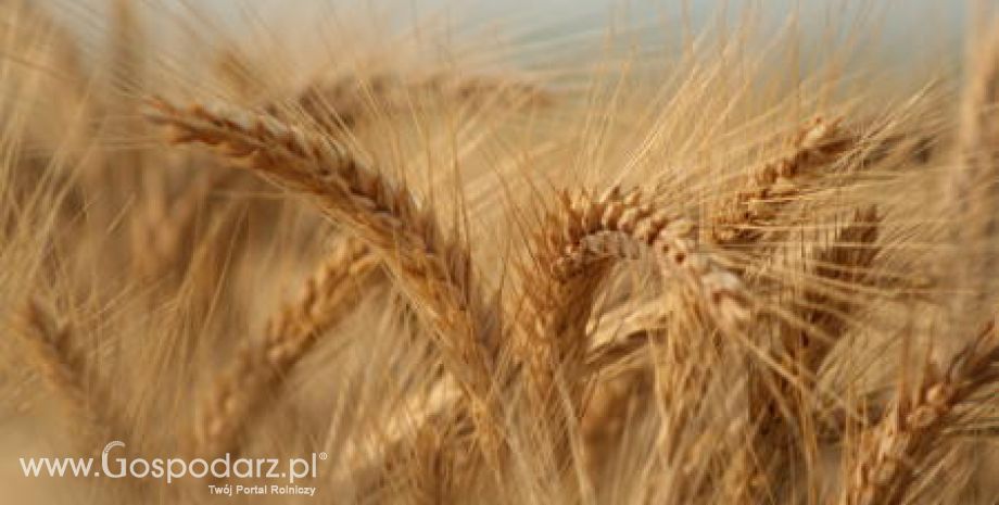 Ukraina – Zbiory zbóż na rekordowym poziomie