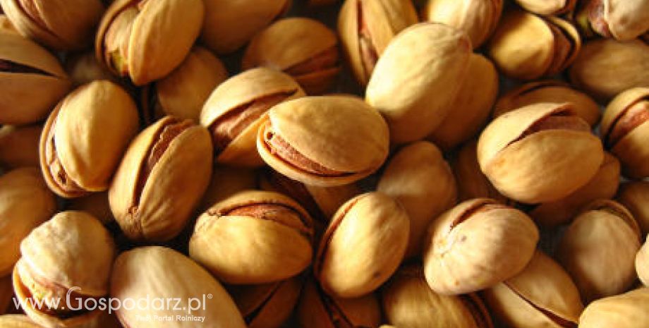 Iran – Główny eksporter pistacji