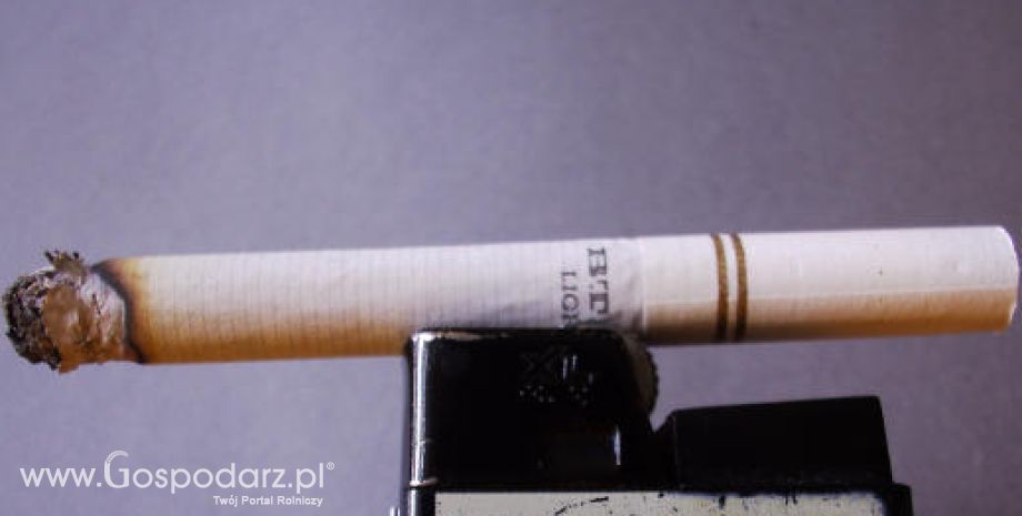 Czy branża tytoniowa skazana jest na zagładę?