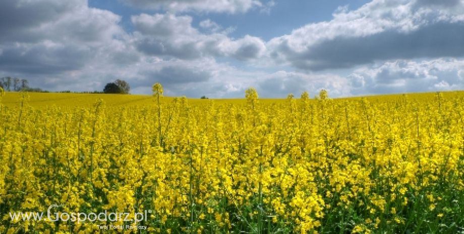 Zbiory rzepaku w krajach UE mogą być najniższe od 3 lat