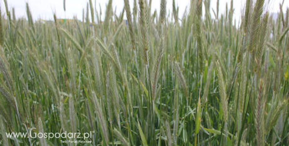 Silne wzrosty cen zbóż za oceanem 19.06.2012