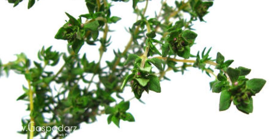 Tymianek (Thymus vulgaris)