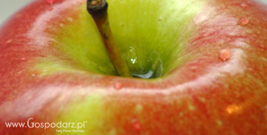 Chiny – Większa produkcja jabłek i koncentratu jabłkowego