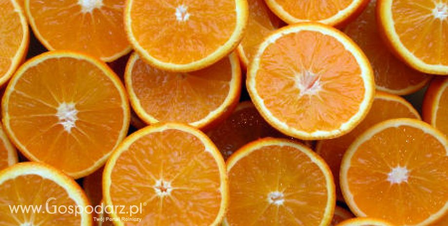 Będą większe zbiory pomarańczy na świecie