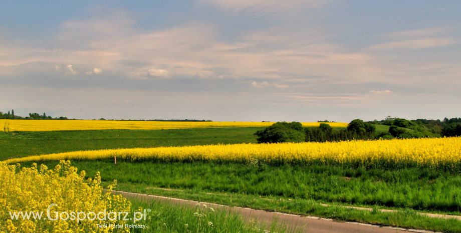 Ukraina – Spadek eksportu rzepaku