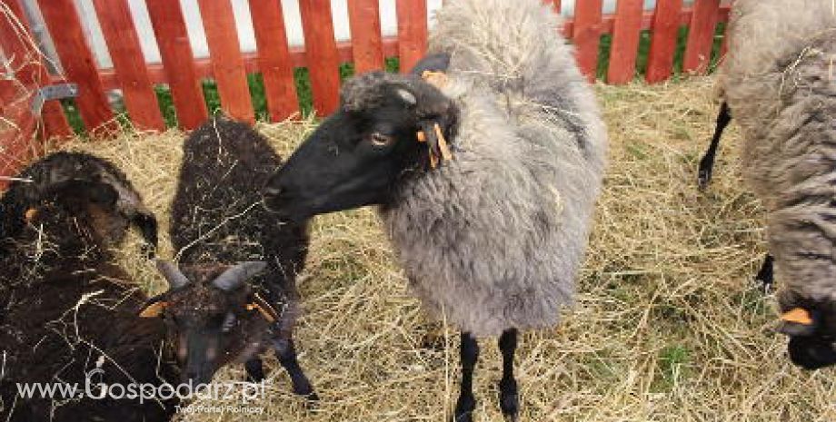 Rosja – Wstrzymanie importu owczego mięsa z Belgii, Holandii i Niemiec