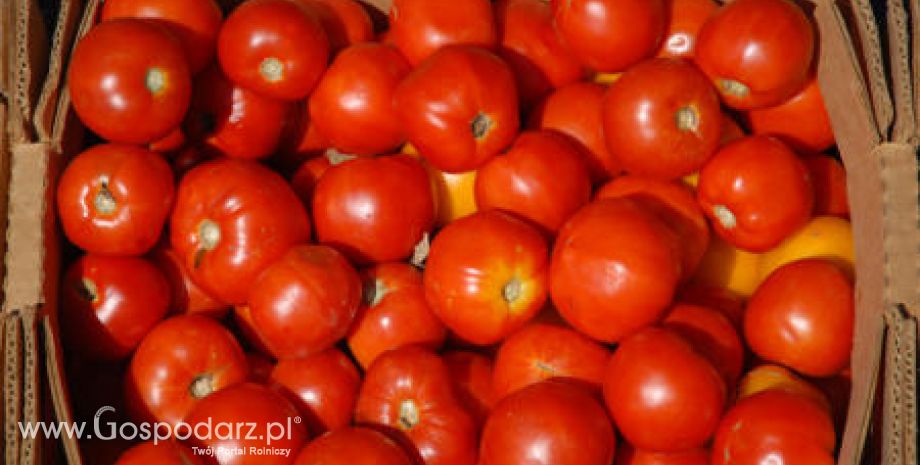 Spadek importu pomidorów do Unii Europejskiej