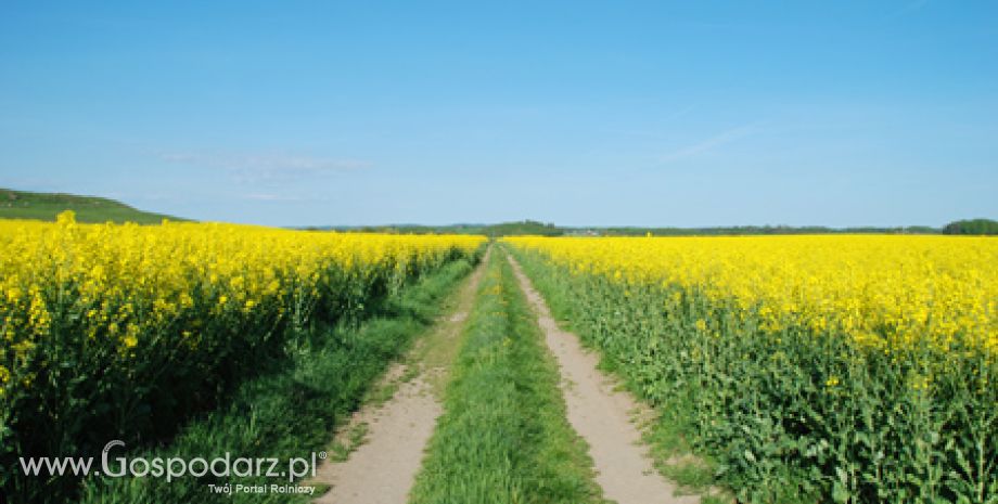 Już trzeci raz przesiewany jest rzepak