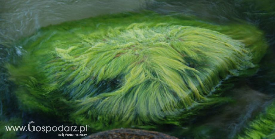 Komisja Europejska finansuje duży projekt badawczy związany z wykorzystaniem alg w przemyśle biopaliwowym