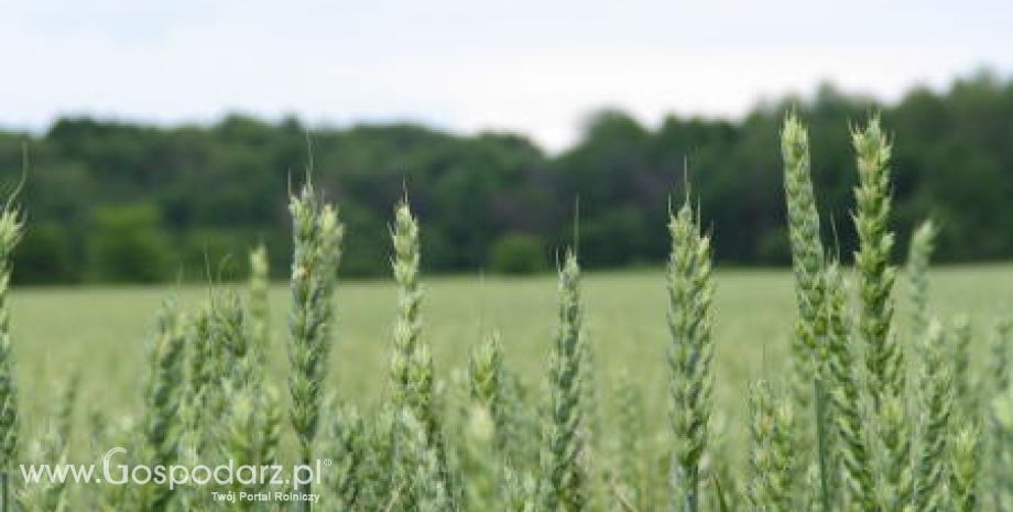 Chiny – Uprawom pszenicy nawet obfity deszcz nie pomoże