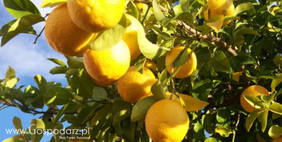 Spadek światowych zbiorów pomarańczy oraz cytryn