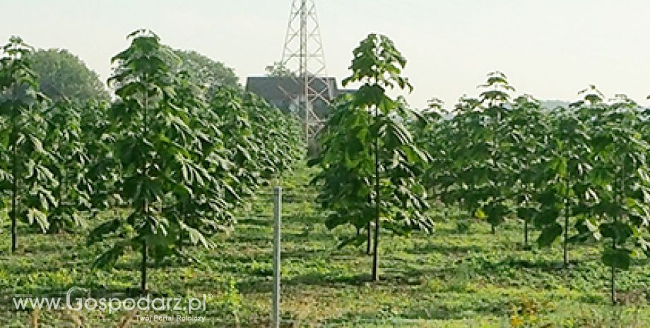 Ostatnie dni otwarte na pokazowej plantacji Oxytree