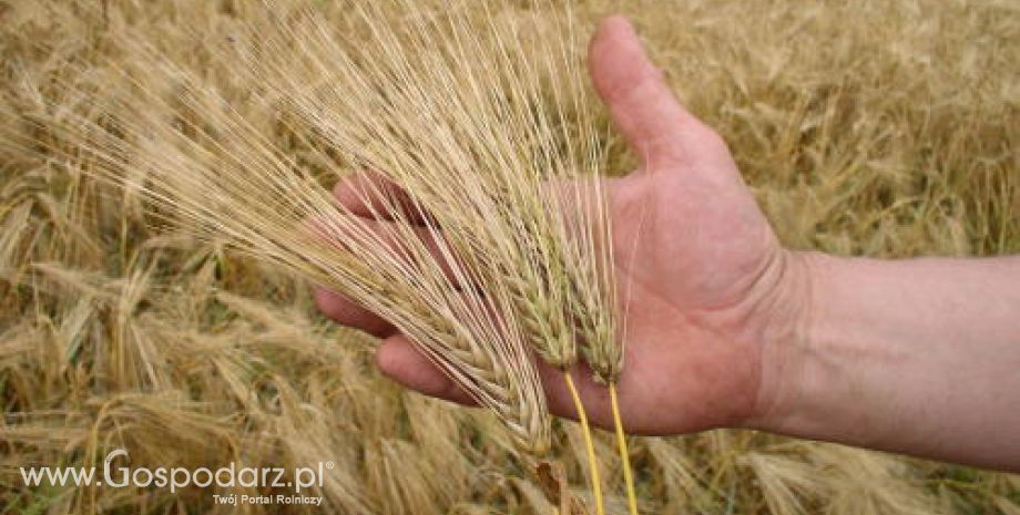 Ukraina – Dużo wyższe zbiory zbóż