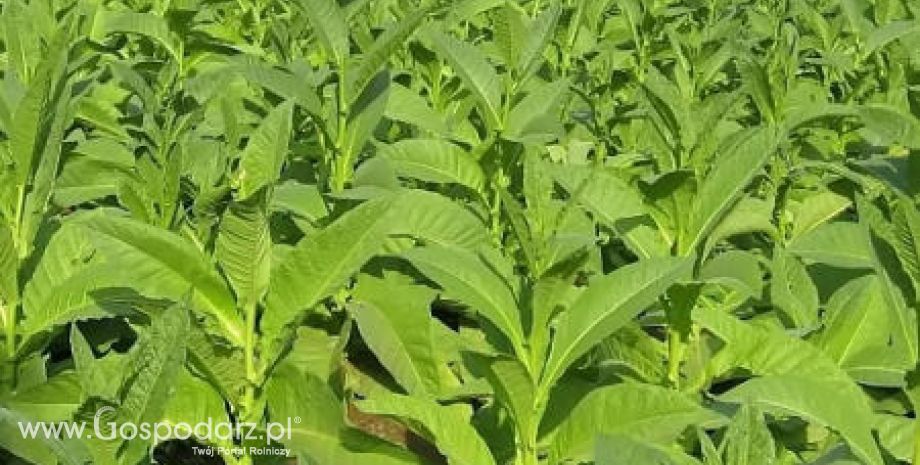 Polscy plantatorzy tytoniu drżą o swoją przyszłość