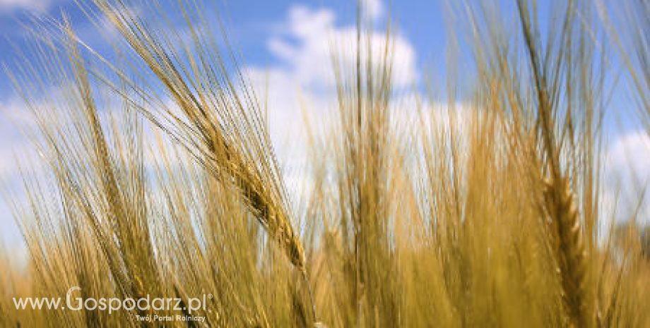 Maroko – Spadek zbiorów zbóż