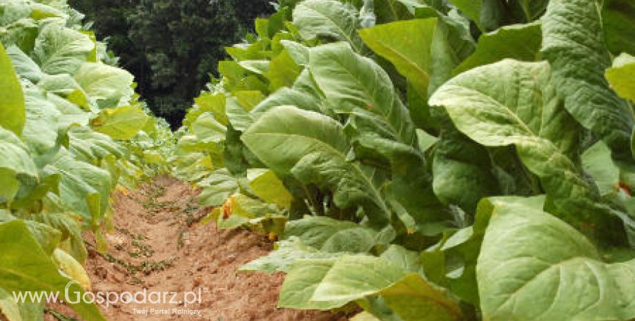 Plantatorów tytoniu czeka dobry rok