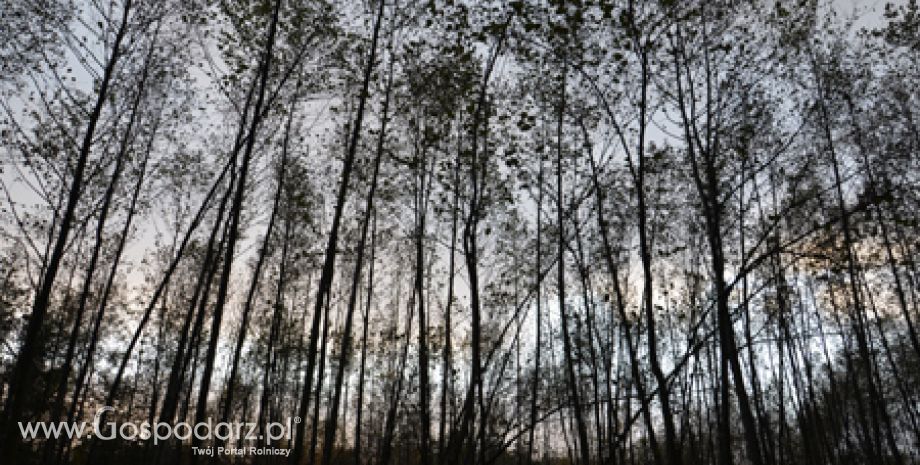 Od dziś 23 stycznia 2012 r. można składać wnioski o przyznanie pomocy na odtworzenie lasów zniszczonych przez klęski żywiołowe