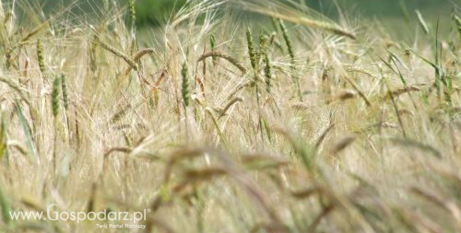 Zarówno ceny zbóż rosną, tak jak i zapotrzebowanie na nie, a zwłaszcza na pszenicę paszową