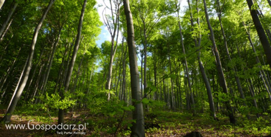 Od 1 czerwca ARiMR przyjmuje wnioski od rolników, którzy chcą na swoich gruntach posadzić las