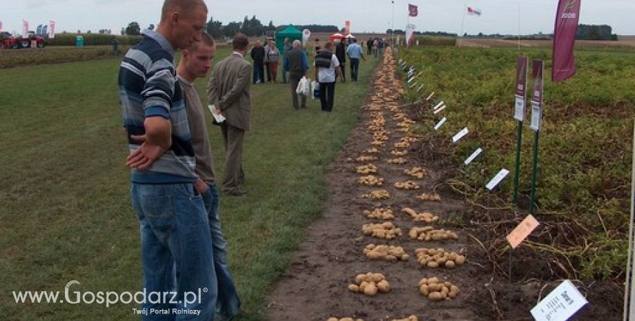 XXII Krajowe Dni Ziemniaka „Wielkopolska Pyra”