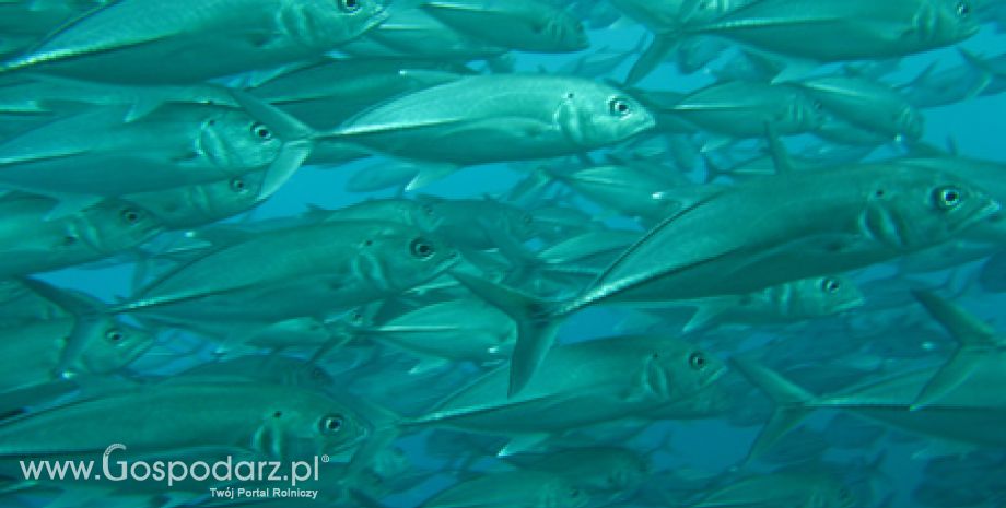 Informacja o wynikach kontroli planowej w zakresie jakości handlowej przetworów rybnych