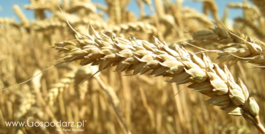 Co będzie ze zbiorami zbóż na północnej półkuli?