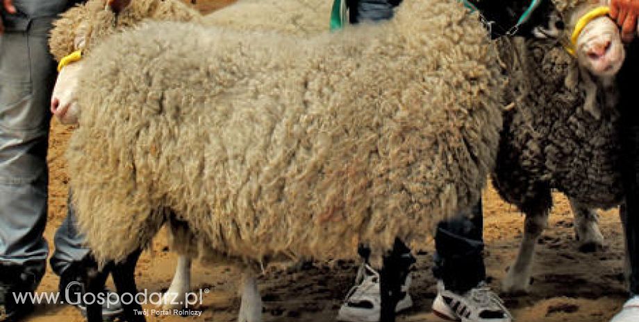 Urugwaj – Spadek uboju owiec