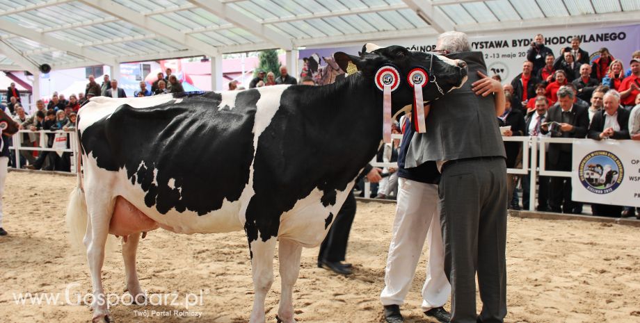 VII Ogólnopolska Wystawa Bydła Hodowlanego „Sielinko 2012”