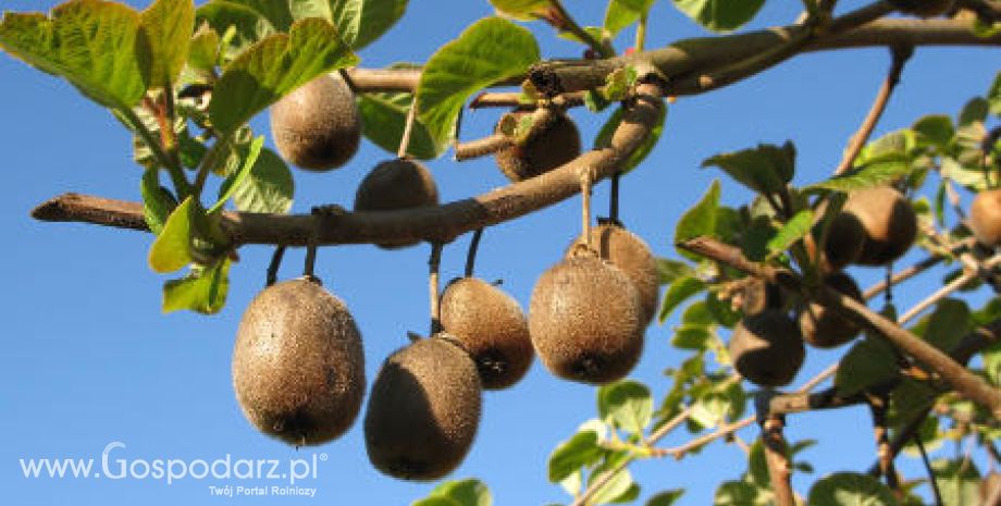Gruzja – Wzrost produkcji owoców kiwi
