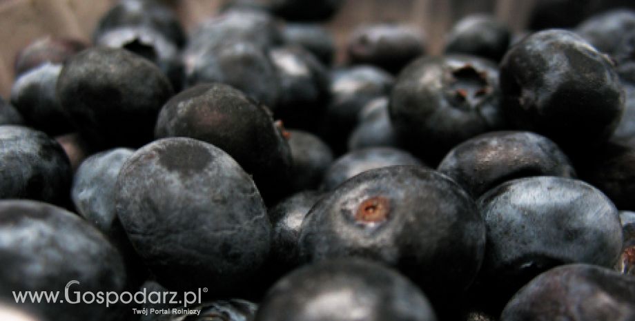 Rosja: Zakazu importu owoców miękkich nie było