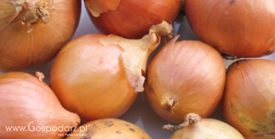 Holandia – Spadek eksportu cebuli