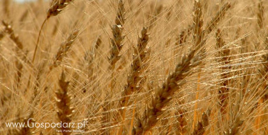Spadek zbiorów zbóż w rejonie basenu Morza Czarnego