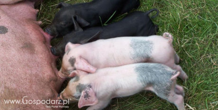 Litwa – Nowe ognisko zachorowań na klasyczny pomór świń