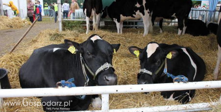 Postępująca redukcja krów mlecznych