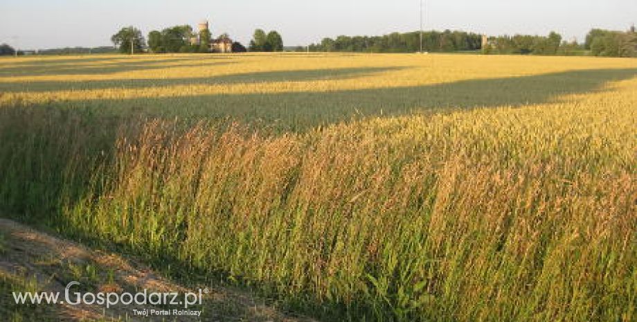 Francja – Straty w uprawach zbóż ozimych