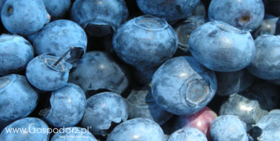 Ukraina – Większa produkcja owoców i jagód?