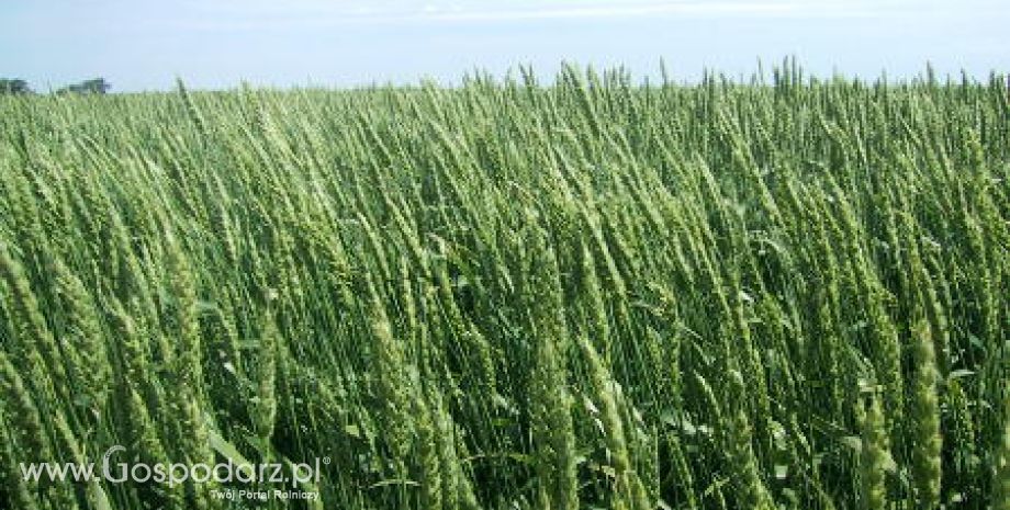 Ceny zbóż na giełdach światowych – 08.12.2011