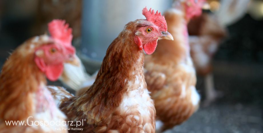 Popyt na mięso drobiowe znacznie spada