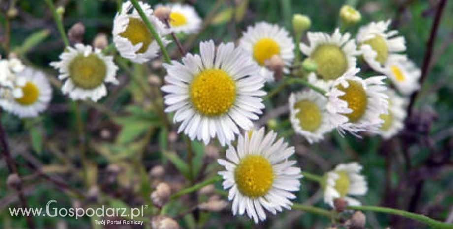 Rumianek pospolity (Matricaria chamomilla L.)