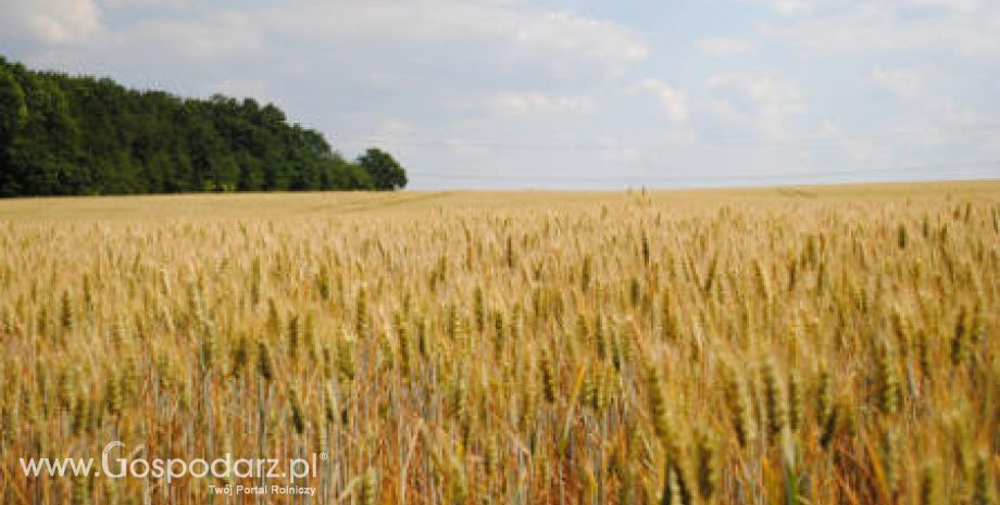 Ziarna do zasiewu pilnie poszukiwane, a zboże drogie