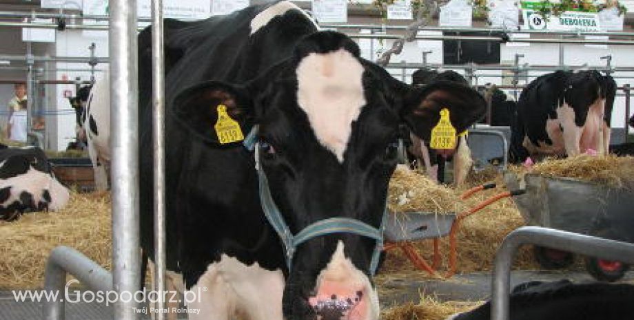 USA – Spadek produkcji mleka