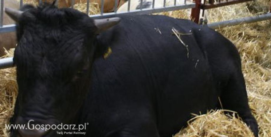 Lepsze mięso od zrelaksowanej krowy, czyli nowy sposób na ubój