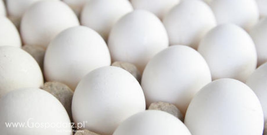 Łotwa – Spadek produkcji jaj
